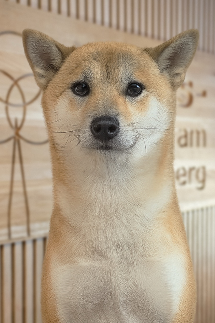 Takara, Hund der Tagespflege am Kaiserberg
